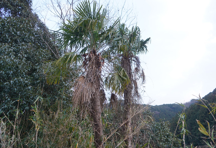 荒れた周辺の棕櫚の木